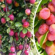 Саженец Слива Империал в контейнере